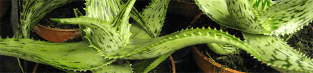 Alveja aloe somaliensis