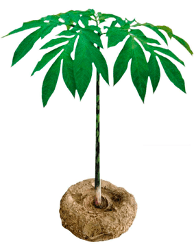 Amorphophallus Konjac