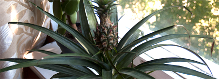 ananas