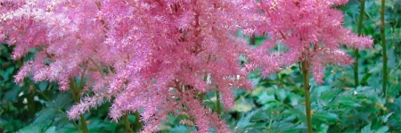 astilbe