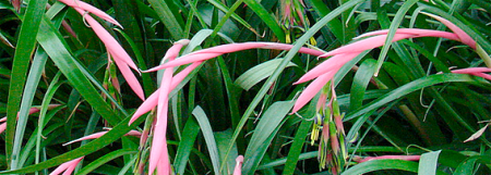 Billbergia nutans