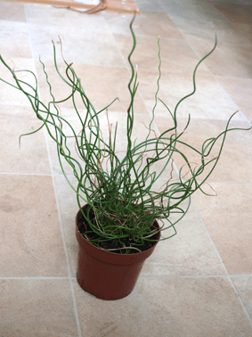 Juncus effuses ‘Spiralis’