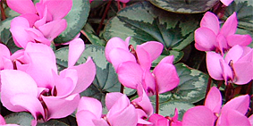 cyclamen coum