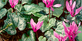 cyclamen repandum