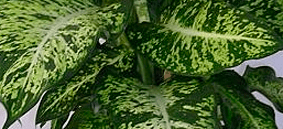 diffenbachia parachute