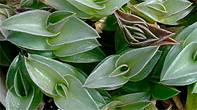 tradescantia navicularis