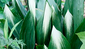 Aspidistru kultivārs