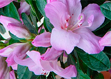Azalea Indica Antartica
