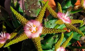 Stapelia_flavopurpurea