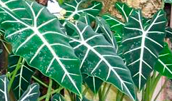 Alocasia_micholitziana