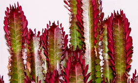 Euphorbia-trigona-Royal-Red