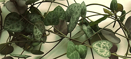 Ceropēgija (ceropegia woodii)